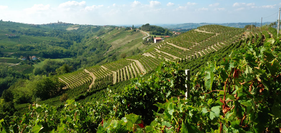Vigneto, vino, Piemonte, Emilia Romagna
